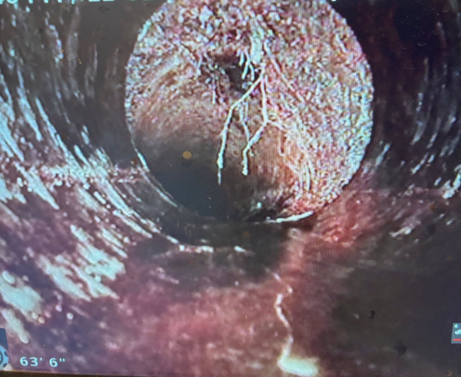 Project Effective Root Treatment for Clogged Sewer Lines image